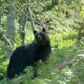 ヒグマ事故 効果のない「クマよけスプレー」に専門家が警鐘 クマに遭遇「命を守る最終手段」とは