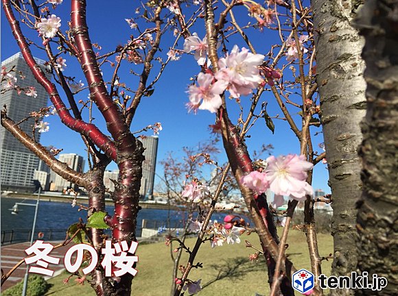 東京都内に咲いた冬の桜。（江東区：筆者撮影）