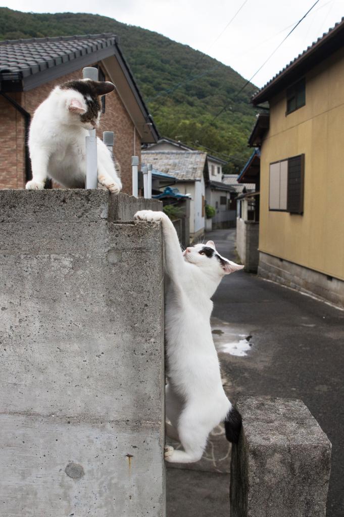 Canon EOS-1D X・f/5.6・1/1250秒・ISO1250(撮影/猫写真家・沖昌之)