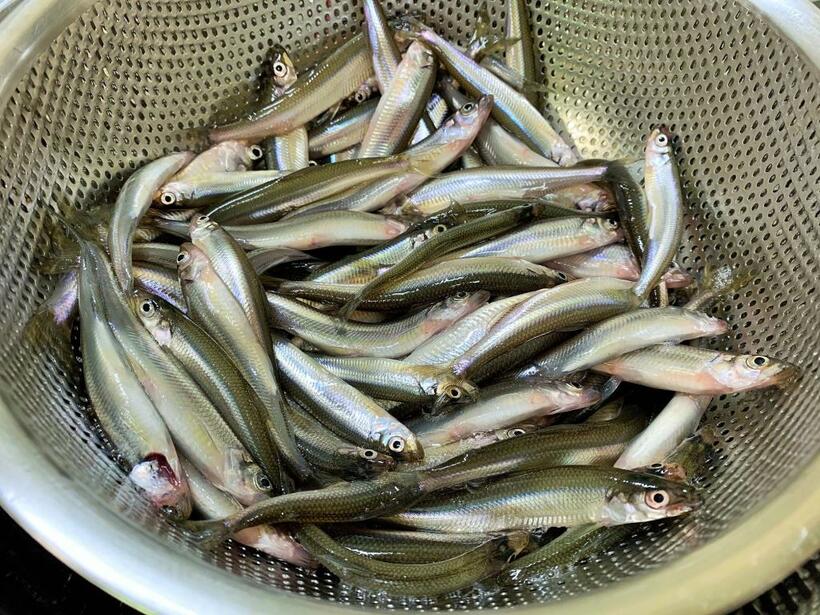 ワカサギ。北海道の湖や川に広く生息していて、茨戸川では漁も行われている