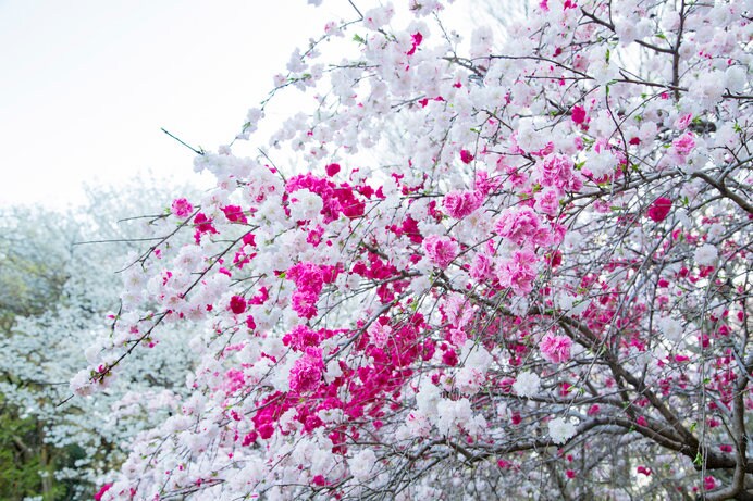 「源平桃」の開花時期は、桜と同様の季節とやや遅め