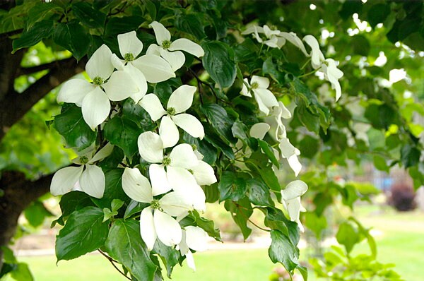 初夏に咲く、ハナミズキに似た白い花（総苞）
