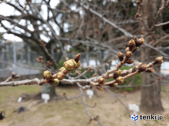 福岡管区気象台（福岡市）のソメイヨシノの標本木　　　　　　　　　　　　　　　3月15日撮影