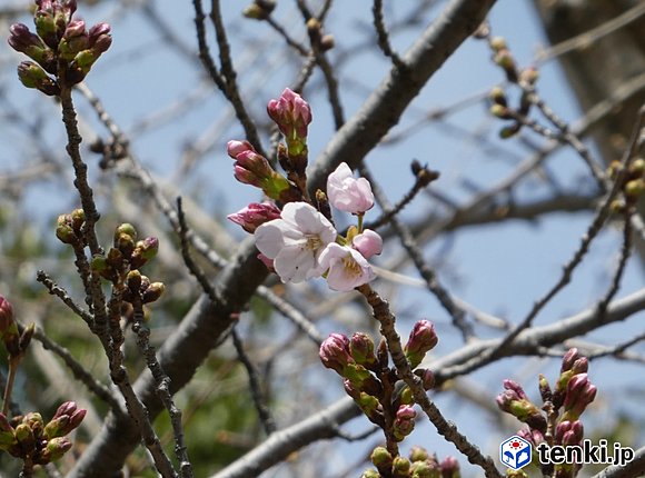 福岡管区気象台のソメイヨシノの標本木　3月25日撮影