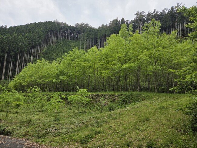 写真・図版（1枚目）| 森を大切に育ててきた人の想いが形になった、優しさに包まれた森林レンタルエリアが山口県周南市に誕生！この森を、同じように大切に思ってくれるあなたに。