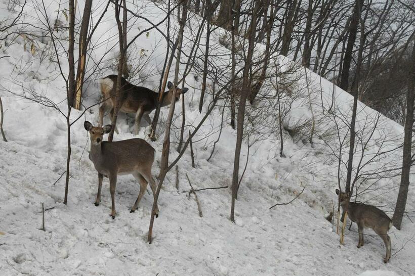 北海道の厳しい冬。雪の斜面を歩くエゾシカ＝２月、北海道登別市