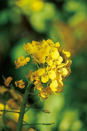 広角端での最短撮影距離で絞り開放。地面に落ちた椿の花もパサついた感じにならずいい感じに描写されている●24mm時・α7II・絞り優先AE（絞りf3.5・1250分の1秒）・ISO100・AWB・JPEG