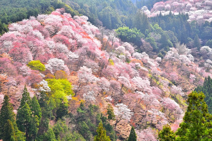 世界遺産の「吉野山」の桜