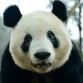 パンダはなぜ中国に返還されるの? ジャイアントパンダの「絶滅リスク」と種をつなぐ取り組み