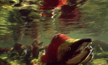 「釣りキチ三平」で人生が変わりカナダの川でベニザケの姿を追う写真家・岡野昭一