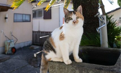 あなたを見つめる三毛猫「この季節、水分補給を忘れちゃダメにゃ」【沖昌之】