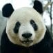 パンダはなぜ中国に返還されるの？  ジャイアントパンダの「絶滅リスク」と種をつなぐ取り組み