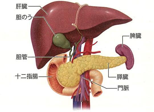 胆管とは右の脇腹についている肝臓から、胃の先にある十二指腸に向かって伸びている管のこと。この管にできるがんを「胆管がん」という。