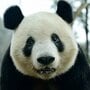 パンダはなぜ中国に返還されるの？  ジャイアントパンダの「絶滅リスク」と種をつなぐ取り組み