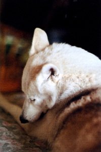親方の愛犬、97%シベリアオオカミというウルフドック。さすがに精悍な顔つきをしている