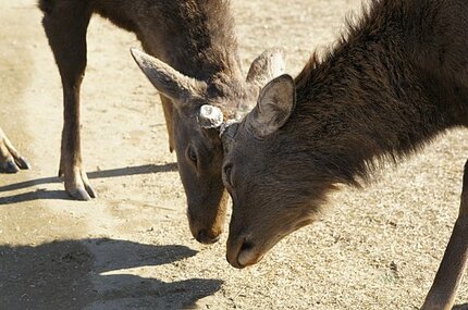 七十二候＜麋角解（さわしかのつのおつる）＞。シカのツノは毎年生え替わっています‼ | AERA dot. (アエラドット)