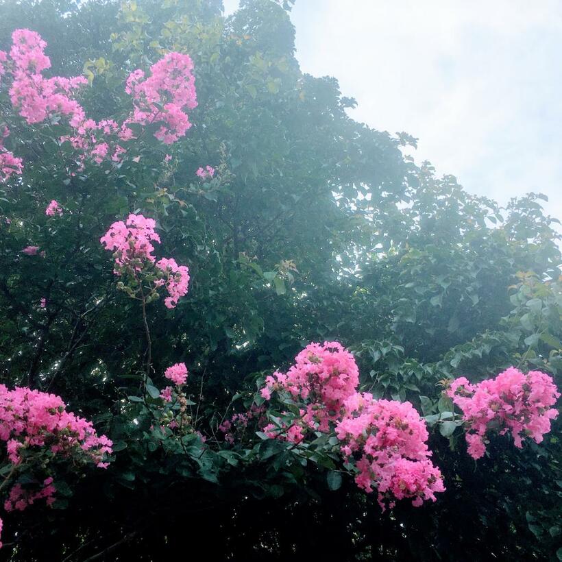 猛暑の中、めげずに貴重な花をバンバン咲かせた近所の公園のサルスベリ。あんたはエライ！（写真：本人提供）