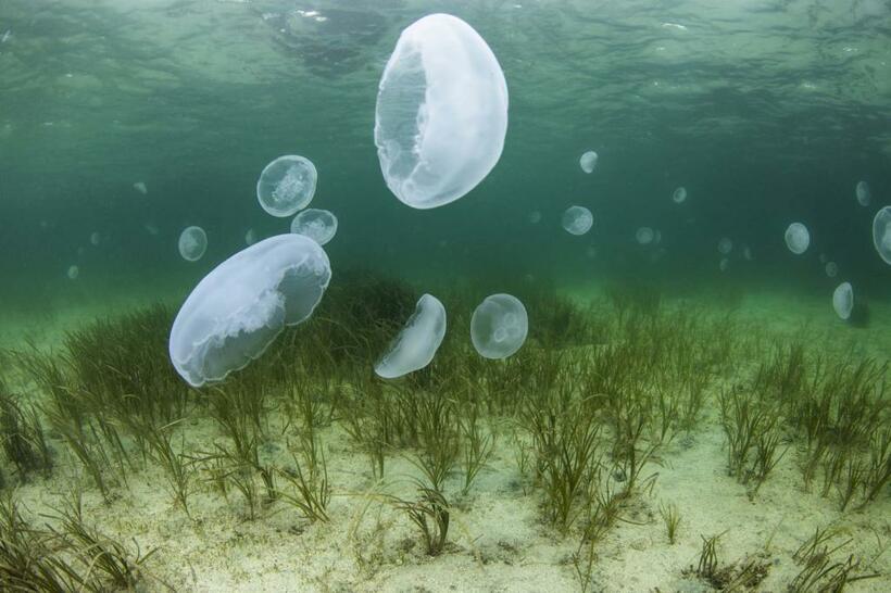 石川県・能登島で。能登半島の周辺には美しい海藻類が生えることで知られる。アマモが茂る海底にミズクラゲの大群がやってきた