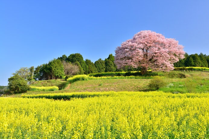 武雄市の天然記念物に指定されている、樹齢120年を超える「馬場の山桜」