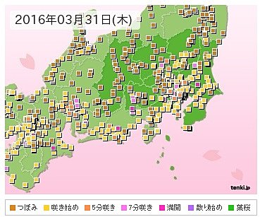 桜が見頃のスポットは？　画像をクリック！