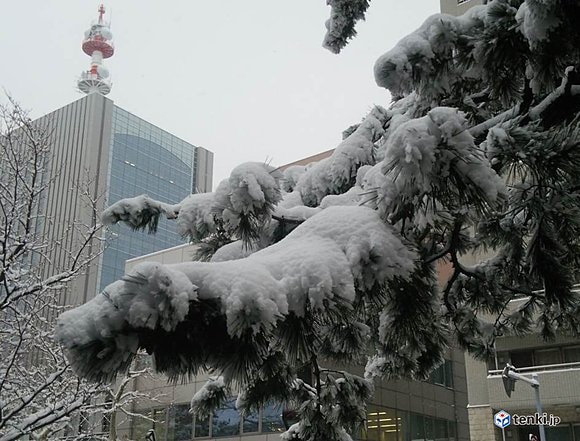 札幌　松の上にも湿った重たい雪（5日)　撮影：日本気象協会　森　和也