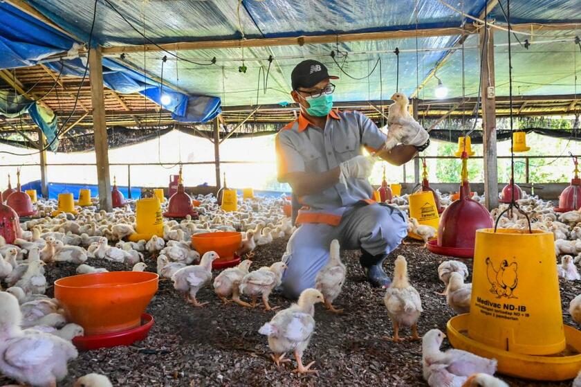 鶏を検査するインドネシア政府の職員