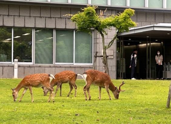裁判所の敷地内にシカ