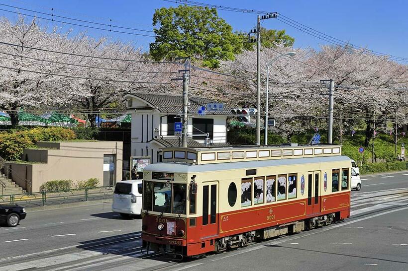 桜花爛漫の飛鳥山を背景に走る都電荒川線のレトロ電車。飛鳥山～王子駅前（撮影／諸河久：2018年3月30日）