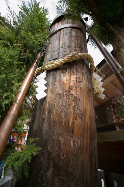 地主神社／かつて「のろい杉」と呼ばれたこの杉、今では「いのり杉」と呼ばれ、参拝に訪れる女性たちを見守っている（撮影／ＭＩＫＩＫＯ）
