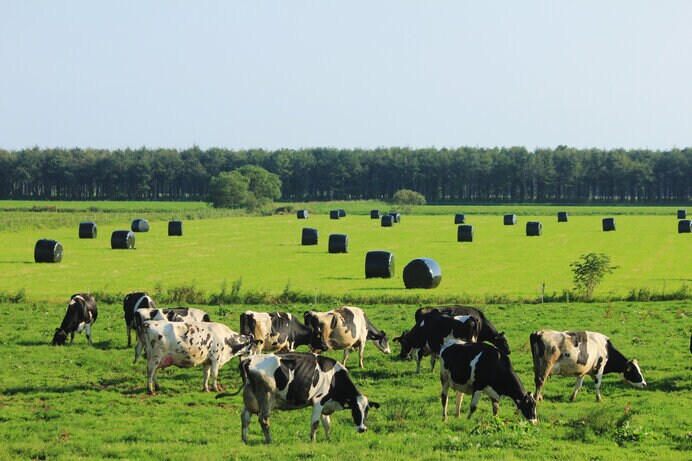 ラッピングされた牧草ロールと、牧草を食べる牛