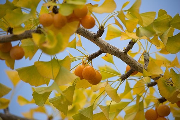 イチョウに実をつける銀杏の果実の中の種がいわゆる「銀杏」。地面に落ちたら食べ頃！