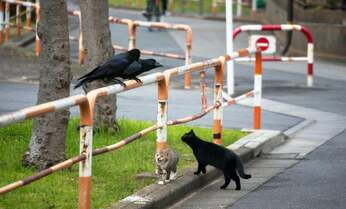 【沖昌之】ファインダー越しに見つけた、猫とある動物の「意外な関係」