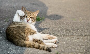 ネコの“祖先”はいつ日本にやってきた!? 「ゲノム解析」で日本のネコの来歴が判明!