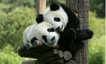 パンダとは「雑色熊」「クマにしては白いやつ」 中国が「かわいらしさ」に気づくまで【パンダ外交の出発点】