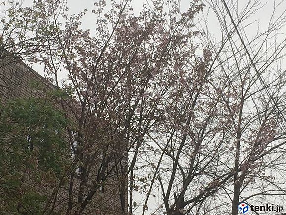 札幌のサクラ（2017年4月30日）　撮影：日本気象協会北海道支社　岡本肇