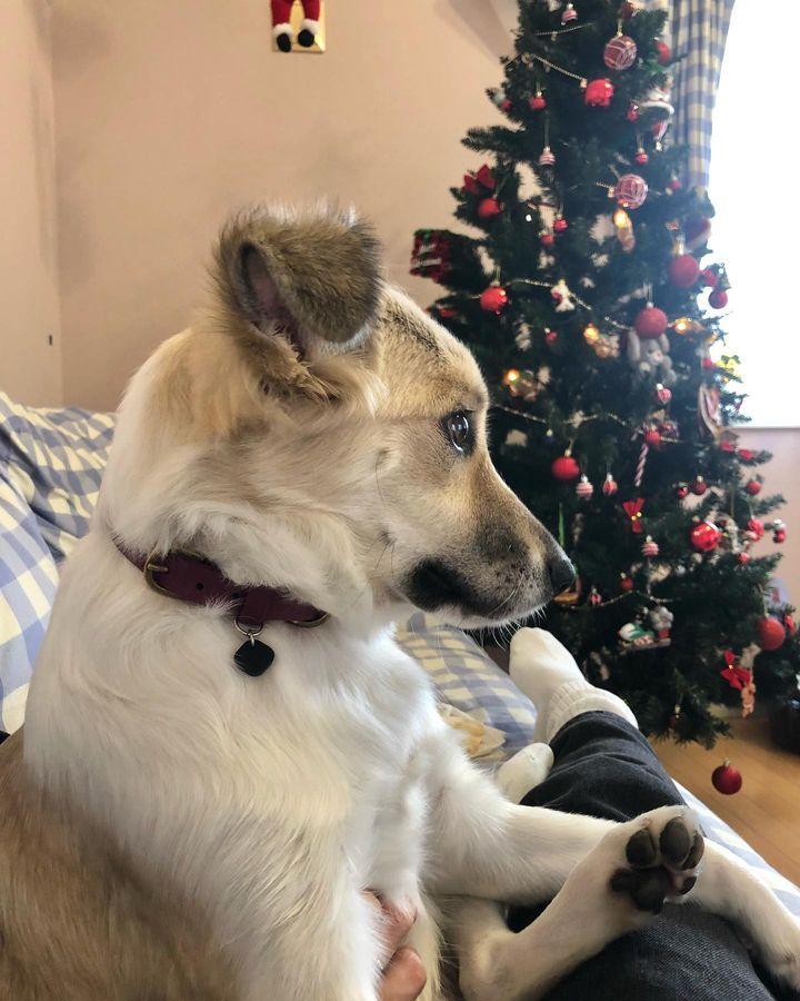 今年はペットのアリソンもクリスマスパーティに参加(pecoさんインスタグラムより)