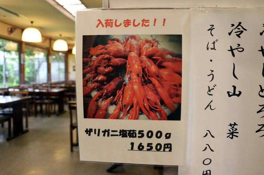 千葉県・印旛沼のほとりにある「レストラン錦谷」で。ザリガニは利根川周辺で捕獲されたもの。入荷したときでないと食べられない。なかなかの高級品だ（筆者撮影）