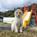 寝起きの猫がチラリ「えっへん、カッコよくキマってるでしょ?」【沖昌之】