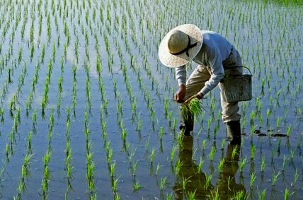 激化するJA全農vs.大手コメ卸の“コメ集め”バトル　2027年度まで高値が続くことも予想