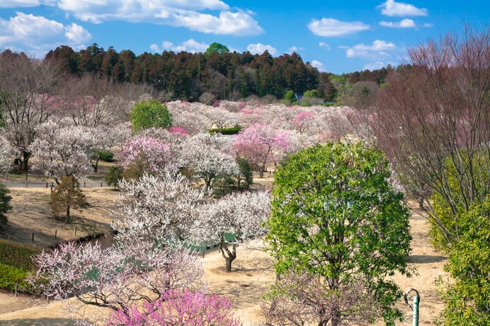 広大な園内に約3000本の梅が咲き誇る偕楽園。「水戸の梅まつり」が2月17日（土）〜3月31日（土）まで！
