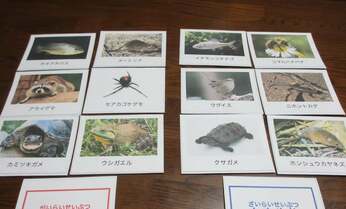 外来生物は悪者?大事にしなくていい? 子どもたちが真剣に考えた