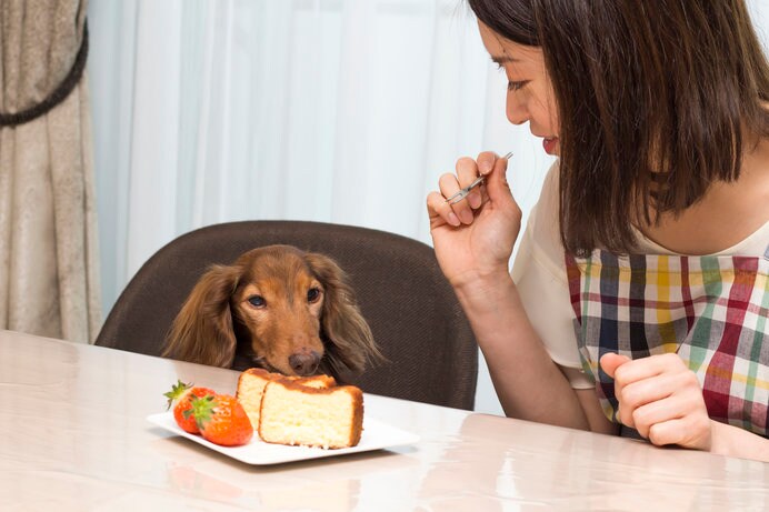 犬のも大好き！サツマイモケーキ！