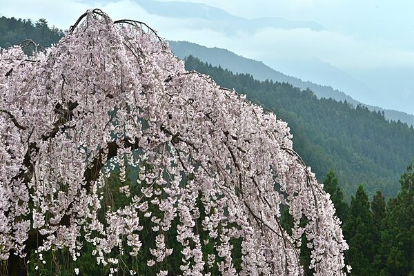 徳島県木屋平で撮影された枝垂桜と霧の山並み
