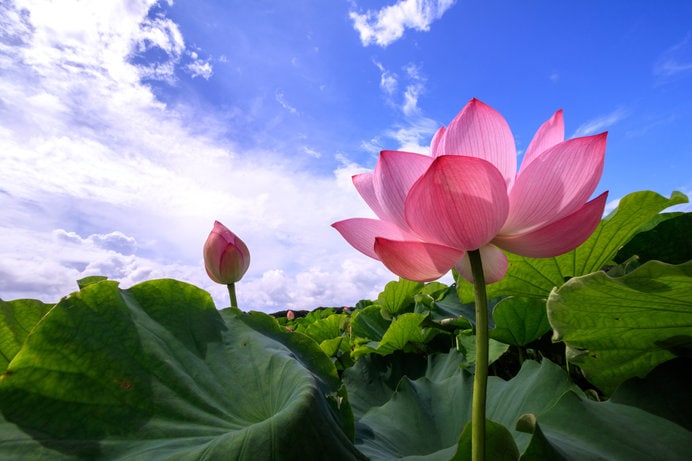 心洗われる美しさ── 蓮の花を観に行こう♪～東日本編～〈レジャー