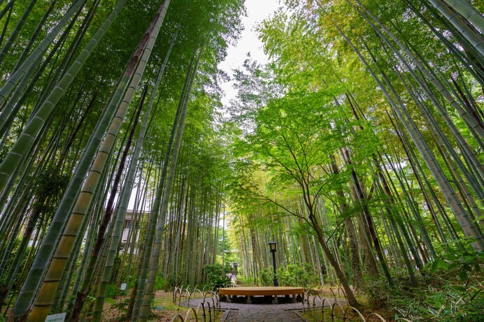 宿からすぐ、「竹林の小径」は人気の散策コース
