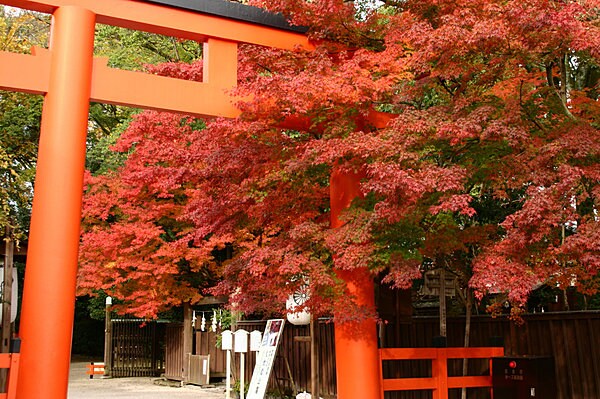 「下鴨神社」の鳥居にかかる紅葉