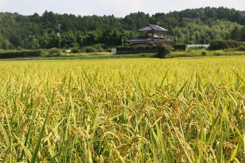 早場米の産地・千葉県の米の買い取り価格は全国に影響する＝米倉昭仁撮影