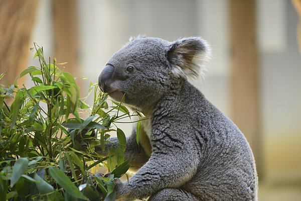コアラの主食はユーカリの葉。