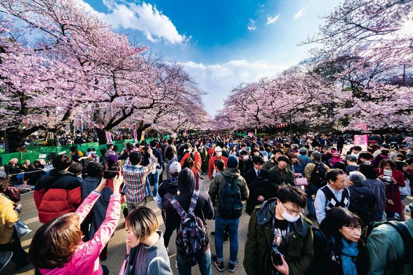 2019.3.31 上野公園(撮影:小野寺宏友)