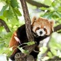 アライグマとレッサーパンダ、「1億円」かかるのはどっち? 似てるようでこんなに違う費用の内訳